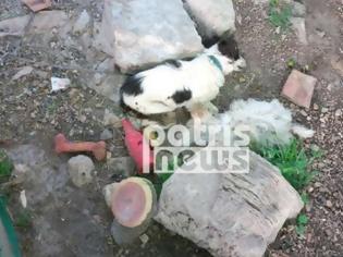 Φωτογραφία για Δίβρη: Δηλητηρίασαν δυο σκυλάκια «φύλακες» μια μοναχικής γυναίκας