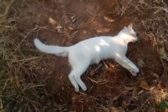 Πάλι φόλες στο Μεσολόγγι – Άγνωστος δηλητηρίασε γάτες