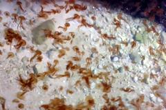 Φωτογραφίες: Καραδοκεί ο εφιάλτης στον Κορινθιακό