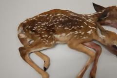 Σπάνιο εύρημα: Βρέθηκε νεογέννητο ελάφι με δύο κεφάλια στη Μινεσότα των ΗΠΑ