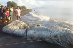 Μυστηριώδες «μαλλιαρό τέρας» ξεβράστηκε σε παραλία