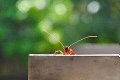 Δύο τρόποι να διώξετε τις κατσαρίδες από το σπίτι