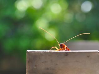 Φωτογραφία για Δύο τρόποι να διώξετε τις κατσαρίδες από το σπίτι