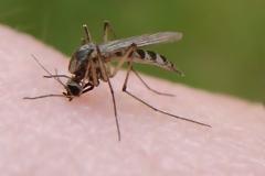Τι κάνει ορισμένους ανθρώπους πιο… θελκτικούς στα κουνούπια