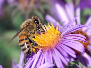 Φωτογραφία για Γνωρίζετε ότι χωρίς τη μέλισσα δεν θα υπήρχε ζωή στον πλανήτη μας;