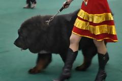 Χρειάστηκαν δύο χρόνια για να καταλάβουν πως το κουτάβι τους δεν ήταν… σκυλί