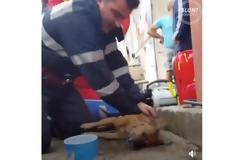 Πυροσβέστες και ζώα: Μια σχέση αγνής αγάπης [video]