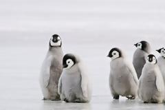 Το μυστήριο της ακοής των πιγκουίνων
