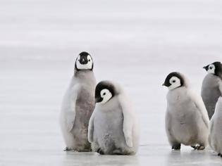 Φωτογραφία για Το μυστήριο της ακοής των πιγκουίνων
