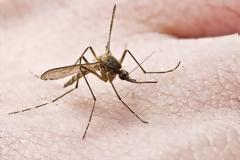 Φυσικός τρόπος να διώξετε τα κουνούπια! Με αυτά τα φυτά θα εξαφανιστούν