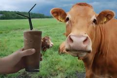 Πολλοί Αμερικανοί πιστεύουν ότι το σοκολατούχο γάλα προέρχεται από... καφέ αγελάδες