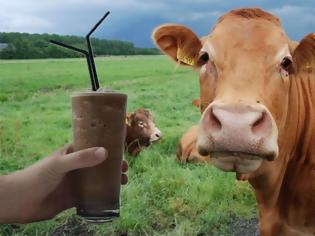 Φωτογραφία για Πολλοί Αμερικανοί πιστεύουν ότι το σοκολατούχο γάλα προέρχεται από... καφέ αγελάδες