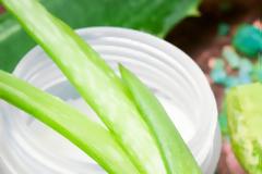 Το φυτό της αθανασίας κατά τους Αιγύπτιους, που μπορείς να έχεις στο μπαλκόνι (pics)