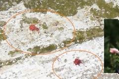 Αυτή είναι η μάνα 3 παιδιών που δολοφονήθηκε από τον άντρα της στα Τρίκαλα - Την έσφαξε μπροστά στα μάτια της κόρης τους