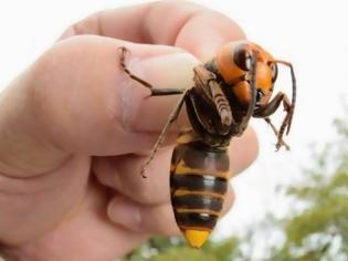 Φωτογραφία για Σφαγή: Τριάντα ιαπωνικές σφήκες εξολοθρεύουν 30.000 μέλισσες - Πως αμύνονται οι μέλισσες για να σωθούν; (Video)