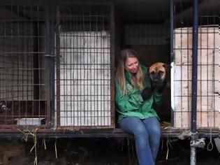 Φωτογραφία για Διεθνής εκστρατεία κατά του εμπορίου κρέατος σκύλου