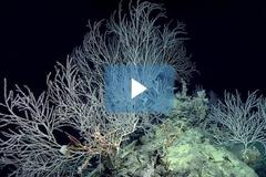 Κήπος από κοράλλια ηλικίας 1000 ετών! [video]