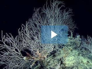 Φωτογραφία για Κήπος από κοράλλια ηλικίας 1000 ετών! [video]