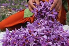 To φυτό που θεωρείται ο «ελληνικός χρυσός» και κοστίζει 2.000 ευρώ το κιλό