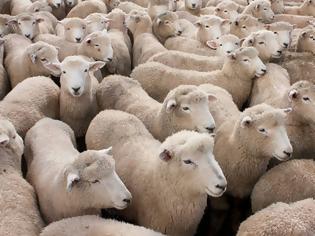 Φωτογραφία για Καλύβια :Άγνωστοι έκλεψαν από στάνη 200 πρόβατα