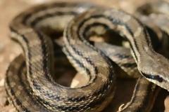 Αγρίνιο: Φίδι σε διαμέρισμα τρίτου ορόφου προκαλεί αναστάτωση