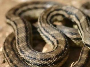 Φωτογραφία για Αγρίνιο: Φίδι σε διαμέρισμα τρίτου ορόφου προκαλεί αναστάτωση