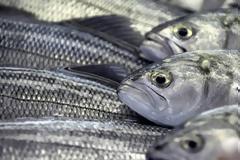 ΠΡΟΣΟΧΗ: Αυτά είναι τα 9 ψάρια που θα ήταν καλύτερο να τα αποφεύγετε…