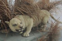 Το μυστήριο με την εξαφάνιση της εκπληκτικής Λεοπάρδαλης της Ζανζιβάρης