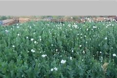 Συγχαρητήρια της Ένωσης Αξιωματικών ΕΛ.ΑΣ. στους αστυνομικούς της Στερεάς Ελλάδας