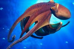 Ο αμερικανικός στρατός μελετά το δέρμα του χταποδιού για να δημιουργήσει «δυναμικό δέρμα» για καμουφλάζ