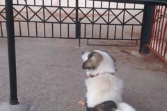 Ο «Χάτσικο» του Αλισσού καθημερινά έξω από το δημοτικό σχολείο… Το αδέσποτο που έχει συγκινήσει ένα ολόκληρο χωριό