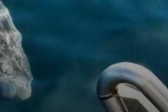 Καρχαρίας ... 512 ετών στα δίχτυα ψαράδων στον Βόρειο Ατλαντικό! [video]