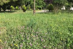 ΠΑΝΑΓΙΩΤΗΣ ΣΤΑΪΚΟΣ: Σαλάγα τα, σαλάγα τα, τα πρόβατα και ας αφήσουμε τα Άγια τα Πνεύματα!!!!