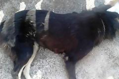 Αστυνομική παρέμβαση για τη θανάτωση 16 σκύλων με φόλες σε περιοχή της Κοζάνης