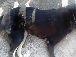 Φωτογραφία για Αστυνομική παρέμβαση για τη θανάτωση 16 σκύλων με φόλες σε περιοχή της Κοζάνης