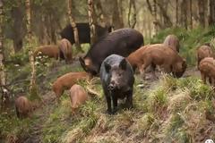 Τουπέ απέκτησαν τα αγριογούρουνα της Εκάλης, προσέλαβαν ήδη οικιακή βοηθό