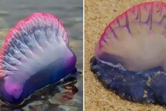 ΠΡΟΣΟΧΗ: Πανικός στη Μεσόγειο για την Μέδουσα Δολοφόνο – Τρόμος στις παραλίες