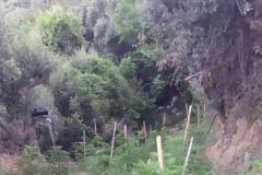 Φυτεία με 531 δενδρύλλια βρήκαν οι αστυνομικοί στο Ρέθυμνο
