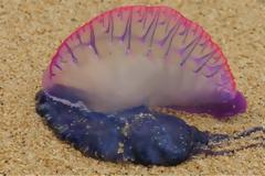 Πορτογαλική γαλέρα: Η μέδουσα - δολοφόνος εμφανίστηκε στη Μαγιόρκα