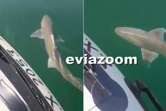 Νέα Λάμψακος: Πήγαν για βαρκάδα και συνάντησαν καρχαρία 1,5 μέτρου - «Το είχα αντιληφθεί από μακριά» λέει ο ψαράς! (ΒΙΝΤΕΟ)