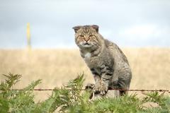 Η Αυστραλία κατασκευάζει τον μεγαλύτερο φράχτη στον κόσμο