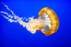 Τι κάνουμε αν μας τσιμπήσει τσούχτρα