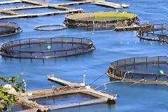 Συνελήφθη από αστυνομικούς του Τμήματος Ακτίου-Βόνιτσας για απόπειρα κλοπής σε μονάδα  ιχθυοκαλλιεργειών της περιοχής.