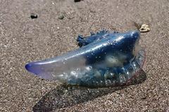 Η μέδουσα δολοφόνος που έχει προκαλέσει συναγερμό στις παραλίες της Μεσογείου