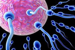 Επιστήμονες ανακάλυψαν μια πρωτεΐνη που παίζει καθοριστικό ρόλο στην ανάπτυξη του σπερματοζωαρίου