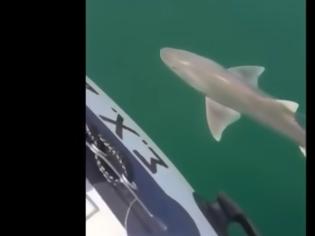 Φωτογραφία για ΤΡΟΜΟΣ! Καρχαρίας στη Χαλκίδα - Δείτε τι αντίκρισαν οι ψαράδες [video]