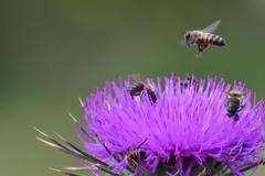 H μέλισσα ένα από τα πιο δημοφιλή κατοικίδια!