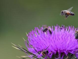 Φωτογραφία για H μέλισσα ένα από τα πιο δημοφιλή κατοικίδια!