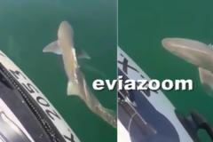 Εύβοια: Καρχαρίας σε απόσταση 200 μέτρων από την ακτή (βίντεο)