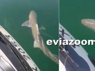 Φωτογραφία για Εύβοια: Καρχαρίας σε απόσταση 200 μέτρων από την ακτή (βίντεο)